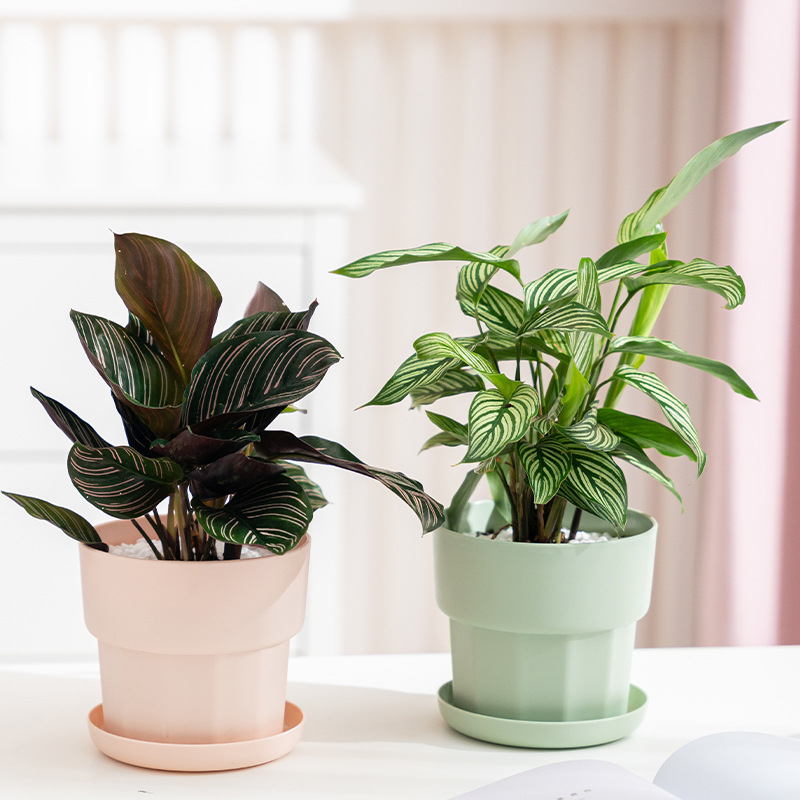 Aloe Vera Pot - Doniczka na sukulenty w stylu nordyckim