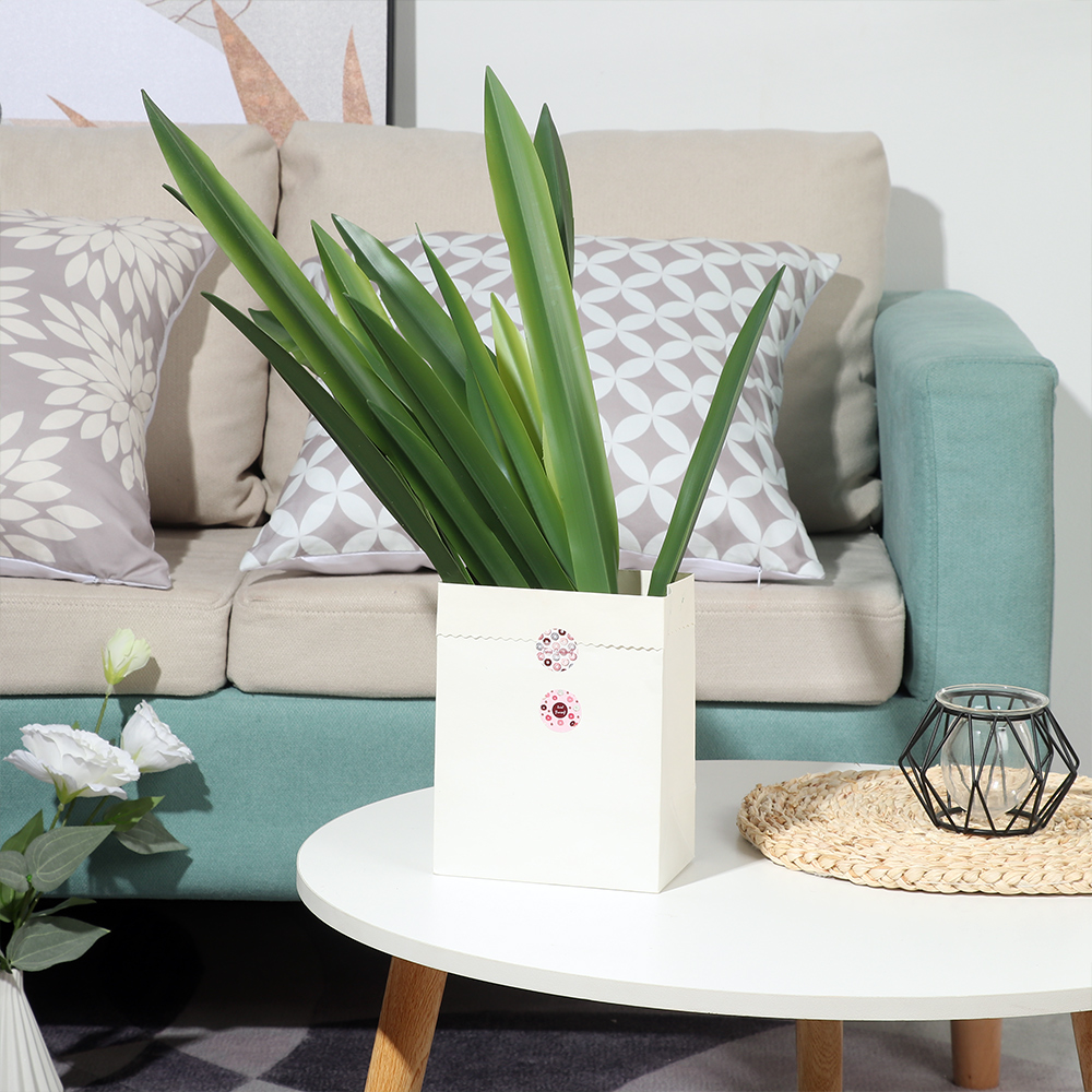 Impreza dostarcza wysokiej jak – Dracaena Marginata recenzja i cena